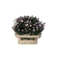 Aster Claudia 70cm 15gr.