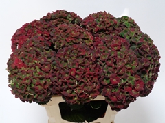 Hydrangea Charlotte Classic 60cm 16-18cm Hd
