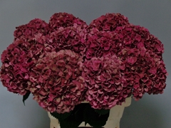 Hydrangea Pink Ruby Classic 60cm 16-18cm Hd