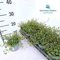 Muehlenbeckia Mao'ri 11Ø 15cm