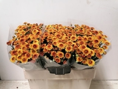 Chrysanth Santini Lexy 55cm 26gr.