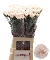 Dianthus Single Brut 70cm