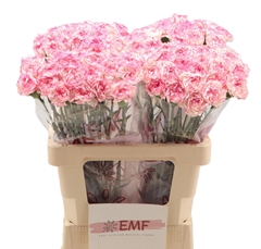 Dianthus Single Komachi 65cm
