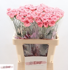 Dianthus Single True Love 60cm