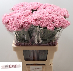 Dianthus Single Lotus 65cm