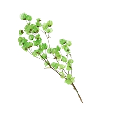 Dried Flowers Bougainvillea 45-55cm