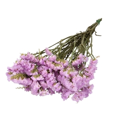 Dried Flowers Limonium Statice 70cm