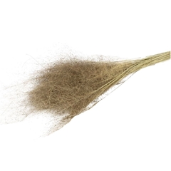 Dried Flowers Lupidium Mini 90cm