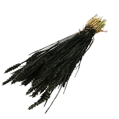 Dried Flowers Wheat 60-70cm