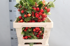 Malus Red Sentinel Per Stem 50cm
