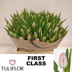 Tulip Single First Class 30cm 20gr.