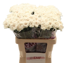 Dianthus Single Moon Golem 60cm
