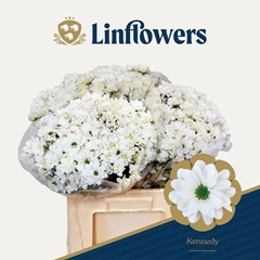 Chrysanth Spray Kennedy 60cm 50gr.