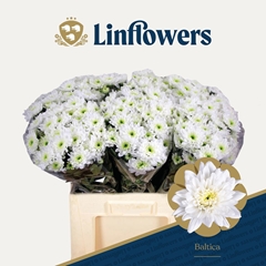 Chrysanth Spray Baltica 60cm 50gr.