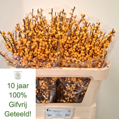 Ilex Verticillata Golden Verboom 70cm
