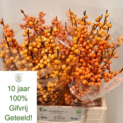 Ilex Verticillata Mix 40cm