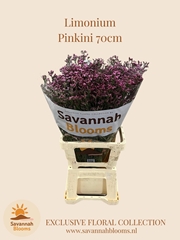 Limonium Sensy Pinkini 60cm 30gr.