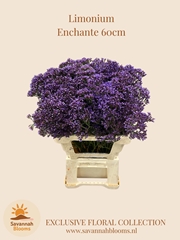 Limonium Perezii Enchante 60cm 30gr.