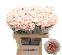Dianthus Single Altair 60cm