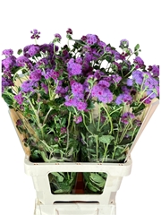 Ageratum Red Sea 70cm