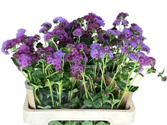 Ageratum Red Sea 60cm