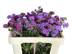 Ageratum Red Sea 50cm