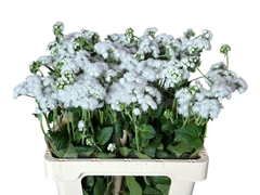 Ageratum Eskimo 60cm
