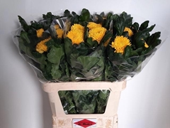 Chrysanth Single Migoli 75cm 80gr.
