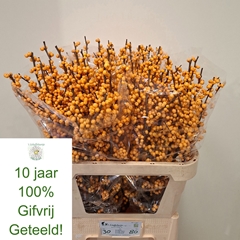 Ilex Verticillata Golden Verboom 80cm
