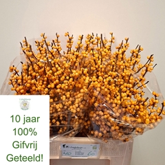 Ilex Verticillata Golden Verboom 60cm
