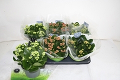 Kalanchoe Double Mix 15Ø 26cm