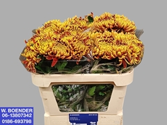 Chrysanth Single Fuego 75cm 55gr.