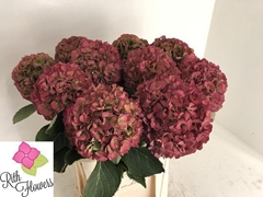 Hydrangea Elbtal Classic 80cm 23-25cm Hd