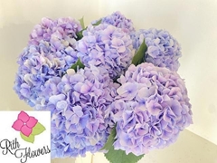 Hydrangea Royal Grandeur 50cm 13-15cm Hd