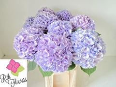 Hydrangea Royal Grandeur 60cm 16-18cm Hd