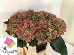 Hydrangea Verena Classic 60cm 18-20cm Hd
