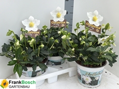 Helleborus Hgc Jasper 19Ø 30cm
