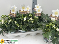 Helleborus Hgc Jasper 14Ø 30cm