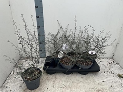 Corokia Cotoneaster 15Ø 65cm