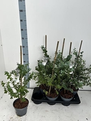 Eucalyptus Urnigera 16Ø 65cm