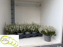 Calluna Vulgaris Garden Girls Nexxt Mix 11Ø 20cm