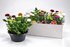 Chrysanth Flowerpops Abbey Mix In Pot 23Ø 25cm
