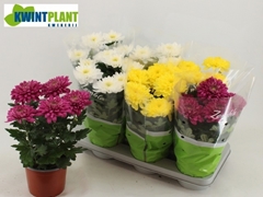 Chrysanth Zembla Mix 15Ø 32cm