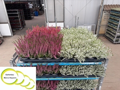 Calluna Vulgaris Garden Girls Nexxt Mix 11Ø 20cm