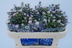 Aster Claudia 70cm 10gr.