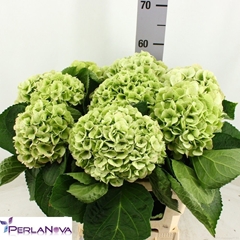 Hydrangea Matcha Classic 60cm 15-17cm Hd