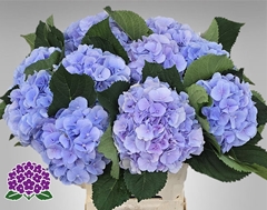 Hydrangea Verena Blue 65cm 18-20cm Hd