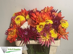 Dahlia Mix 50cm