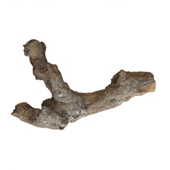 Dried Articles Kuwa Root 25-30cm
