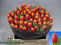 Tulip Single Spirit 40cm 40gr.